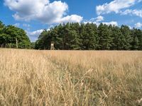 Berlin Forest Landscape: A Serene Dirt Road