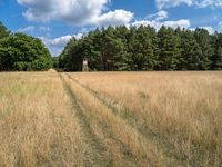 Berlin Forest Landscape: A Serene Dirt Road