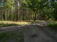 there is an open dirt road in the woods with tall trees in the distance and the sky in the distance