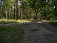 there is an open dirt road in the woods with tall trees in the distance and the sky in the distance