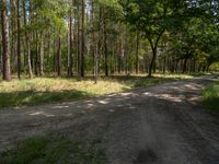 there is an open dirt road in the woods with tall trees in the distance and the sky in the distance