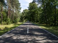 the empty roadway through the middle of a forest with pine trees and no one riding in it