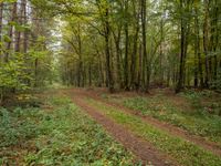 a trail through the woods on a rainy day in autumn, with many green bushes and trees growing on either side of the path