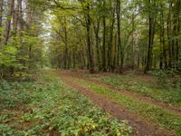 a trail through the woods on a rainy day in autumn, with many green bushes and trees growing on either side of the path