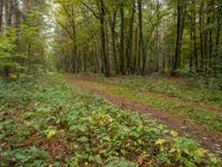 a trail through the woods on a rainy day in autumn, with many green bushes and trees growing on either side of the path