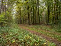 a trail through the woods on a rainy day in autumn, with many green bushes and trees growing on either side of the path