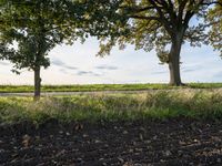 a group of large trees standing on top of dirt ground in a field under trees