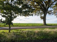 a group of large trees standing on top of dirt ground in a field under trees