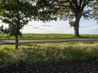 a group of large trees standing on top of dirt ground in a field under trees