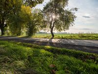 a beautiful picture of the road and a tree that is on the grass near it