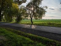 a beautiful picture of the road and a tree that is on the grass near it