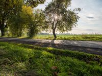 the sun shines through a tree near a road, in the distance there is a field with a road