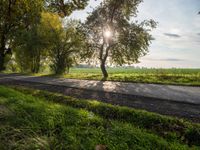 the sun shines through a tree near a road, in the distance there is a field with a road