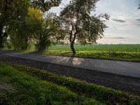 the sun shines through a tree near a road, in the distance there is a field with a road