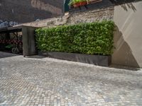 a green shrub near a gray building and a brick walkway with a bicycle rack in it