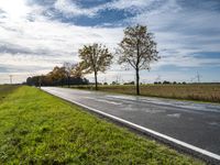 there are several green grass on the ground and some trees in the distance of a paved road