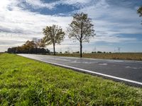 there are several green grass on the ground and some trees in the distance of a paved road