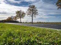 there are several green grass on the ground and some trees in the distance of a paved road