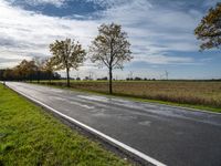 there are several green grass on the ground and some trees in the distance of a paved road