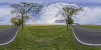 two trees on a curved road with a blue sky above them and clouds above it