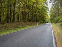 an empty road in the woods is seen in this picture of trees lined with green leaves