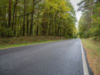 an empty road in the woods is seen in this picture of trees lined with green leaves