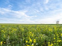 an image of some yellow flowers in the field in the middle of nowhere taken in new mexico