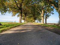 a walkway with several trees at the ends and grass on both sides of the way