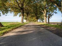 a walkway with several trees at the ends and grass on both sides of the way