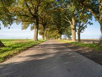 a walkway with several trees at the ends and grass on both sides of the way