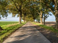 a walkway with several trees at the ends and grass on both sides of the way