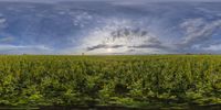 a wide shot of fields of plants under a cloudy sky in summer, with some contrails passing