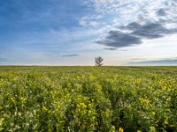 Berlin, Germany Landscape: Grass Field in Autumn 002