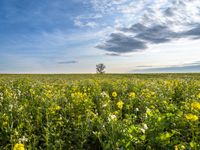 Berlin, Germany Landscape: Grass Field in Autumn