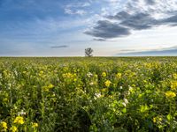 Berlin Germany Landscape Grass Field Autumn 004