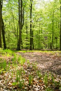 the trees are leafy in this wooded area of woods, and the dirt is muddy and has yellow leaves on the ground