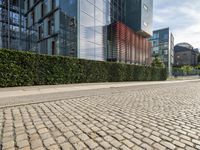 the large tree is planted on the street and between the buildings are some hedges and plants