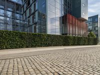 the large tree is planted on the street and between the buildings are some hedges and plants