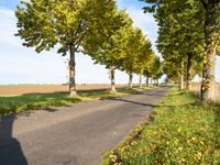 an empty road in a green field surrounded by trees, with blue skies above it