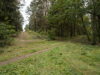 Nature Walk in Berlin, Germany: A Vibrant Autumn Experience