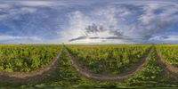 a digital panoramic view of a large open field with lots of grass and dirt