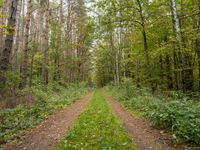 Road Through Forest: Exploring Berlin, Germany