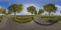 a fisheye lens view of three trees on the roadside in a rural area near the road