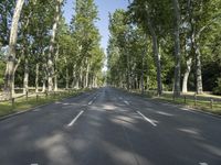 empty street lined with trees lined with tall, green trees in front of a bright blue sky