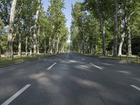 empty street lined with trees lined with tall, green trees in front of a bright blue sky