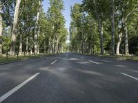 empty street lined with trees lined with tall, green trees in front of a bright blue sky