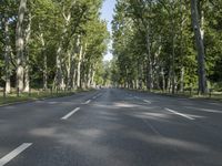 empty street lined with trees lined with tall, green trees in front of a bright blue sky