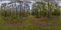 a 3d shot of the woods showing the path and trees in them and leaves on the ground