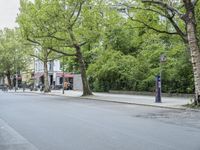 street scene with trees and bicycles in the foreground and cars parked next to buildings