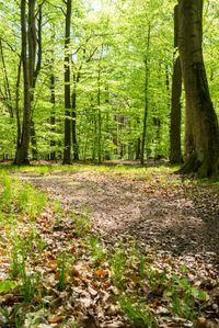 there is a view of a path through the woods with leaves on it, grass and trees